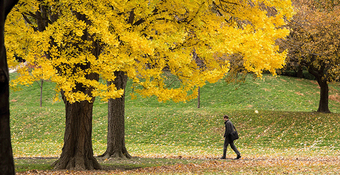 Student walking on campus amongst trees with yellow autumn leaves